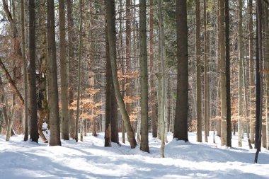Kış çam ormanı içinde ağaç gövdeleri