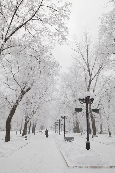 Árvores de inverno cobertas de neve em uma avenida da cidade — Fotografia de Stock