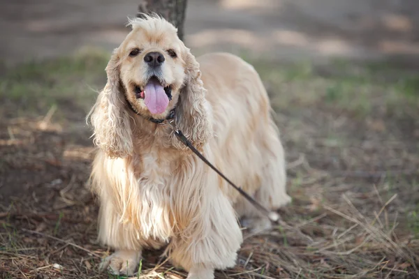 Amerikan Cocker Spaniel sonbahar parkta bir yürüyüş üzerinde