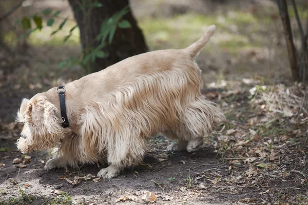 美国可卡犬在秋天公园散步 — 图库照片