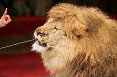 Feeding the lions at the circus clipart