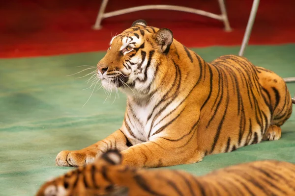Tigre obediente — Fotografia de Stock