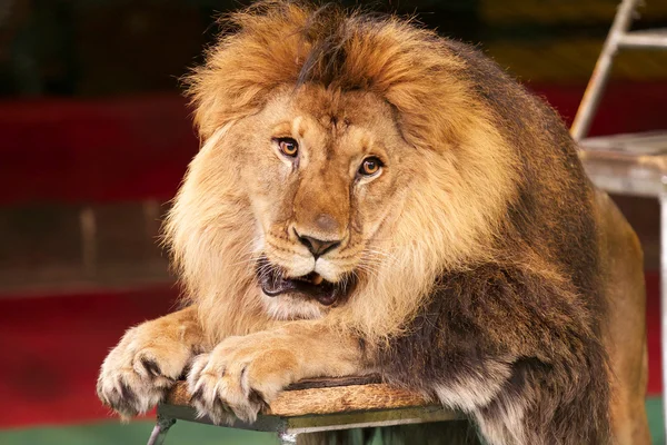 Leijonan muotokuva sirkuskehässä. — kuvapankkivalokuva