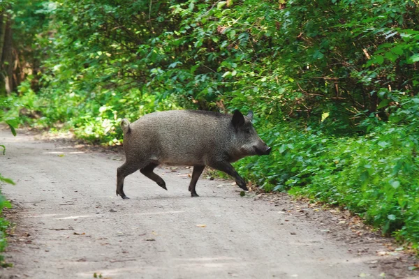 Wilde zwijnen in een zomer forest — Stockfoto