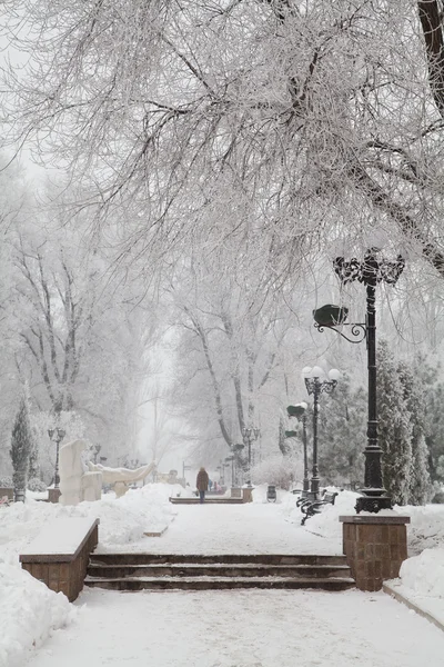 Árvores de inverno cobertas de neve em uma avenida da cidade — Fotografia de Stock