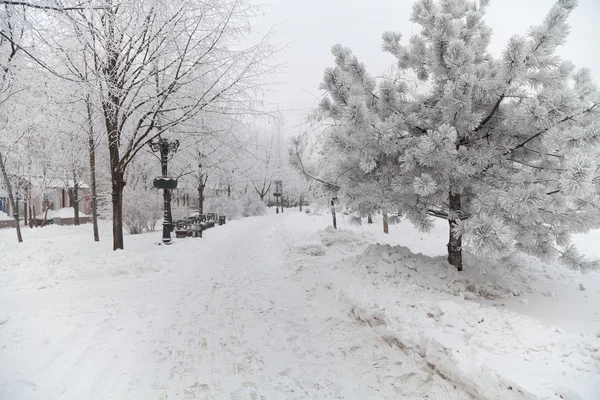 Árvores de inverno cobertas de neve em uma avenida da cidade — Fotografia de Stock