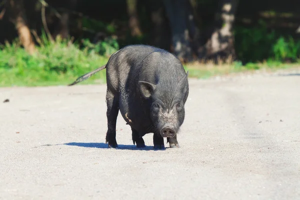 Porco preto no pátio da aldeia — Fotografia de Stock