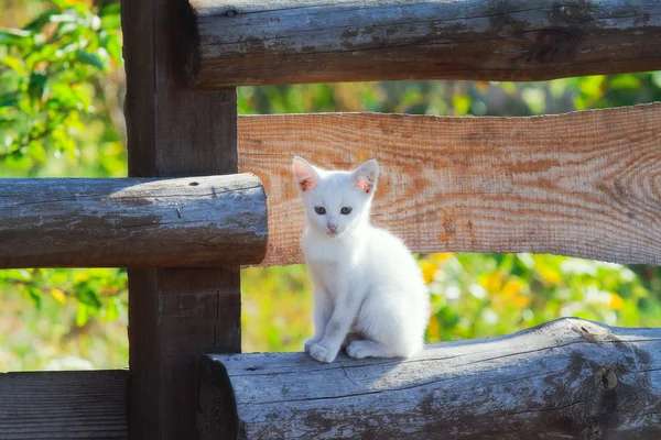 Gatinho branco sentado em uma cerca de madeira — Fotografia de Stock