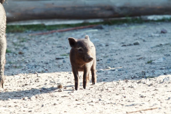 Kleines schwarzes Schwein — Stockfoto