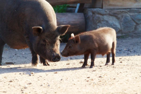 Porco preto com seu porquinho de um quintal da aldeia — Fotografia de Stock