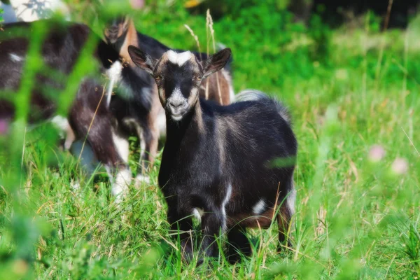 Young goat in green grass — Stock Photo, Image