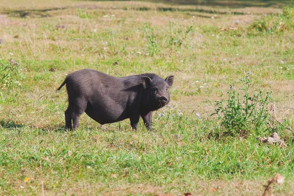 Schwarzes Schwein auf Dorfplatz — Stockfoto