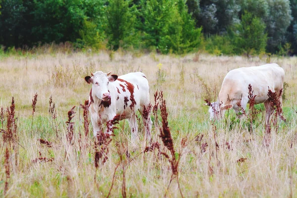Two cows on a summer pasture — Stock Photo, Image