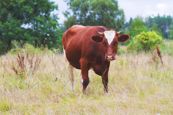 Red cow on pasture — Stock Photo, Image