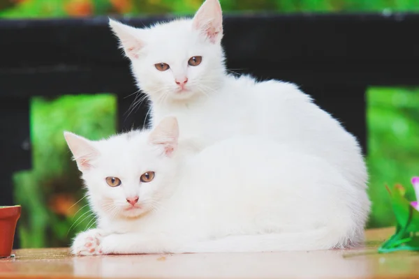 To hvite kattunger – stockfoto