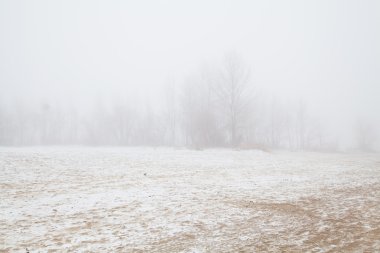 Ağaçları kış sahilde siste