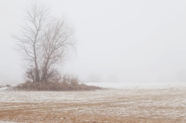 Tree in the fog on a winter beach — Stock Photo, Image