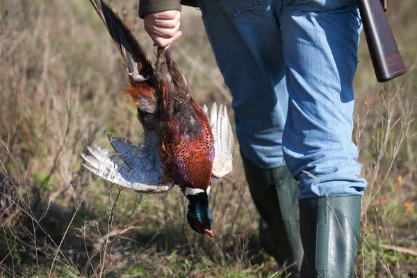 Fasan in Jägerhand getötet — Stockfoto