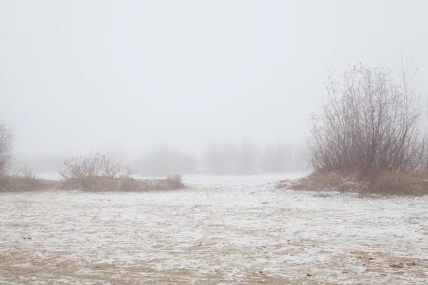 Trees Leaves Bushes Fog Winter Beach — Stock Photo, Image