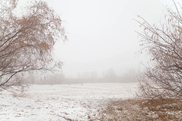 Bomen en struiken in de mist op een strand winter — Stockfoto