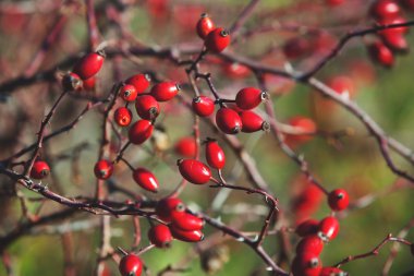 Olgun meyveler kuşburnu dallar