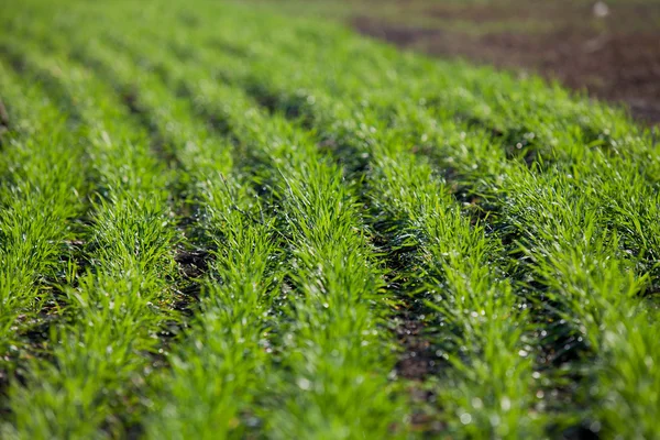 Shoots of winter wheat in rows — Stok Foto