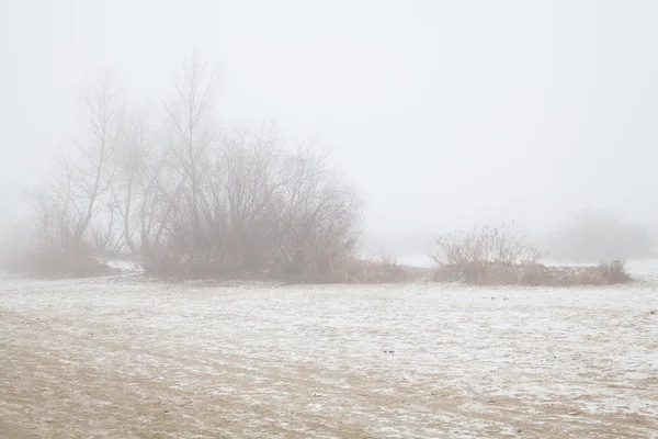 Trees and bushes in the fog on a winter beach — Stock Photo, Image