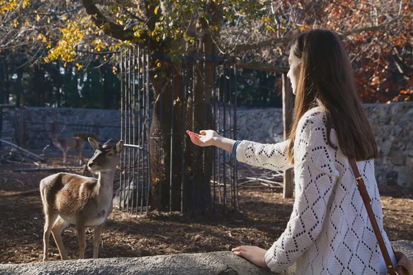 年轻漂亮的女孩和小市动物园里的鹿 — 图库照片