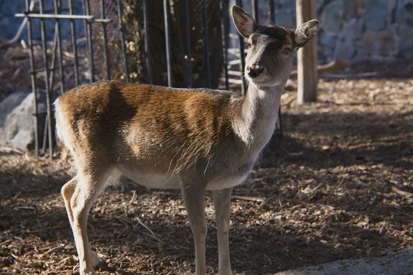 市動物園で若い雌鹿 — ストック写真