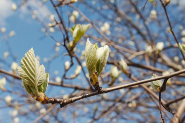 Genç yeşil yaprakları çiçek bahar günü ağaç dalı 