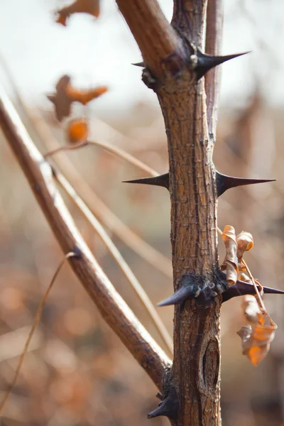 Stalk of dried plant with sharp thorns — Stock Photo, Image