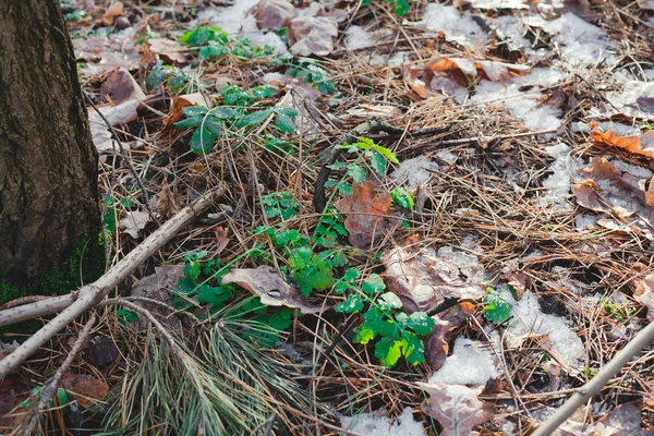 年轻的绿色植物突破在松林积雪融化 — 图库照片