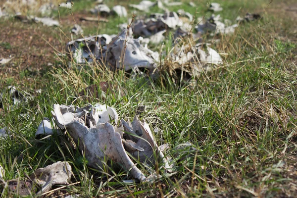 Huesos de ganado sobre hierba verde — Foto de Stock