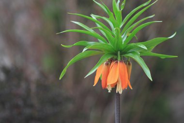 Turuncu royal lily ince sap üzerinde