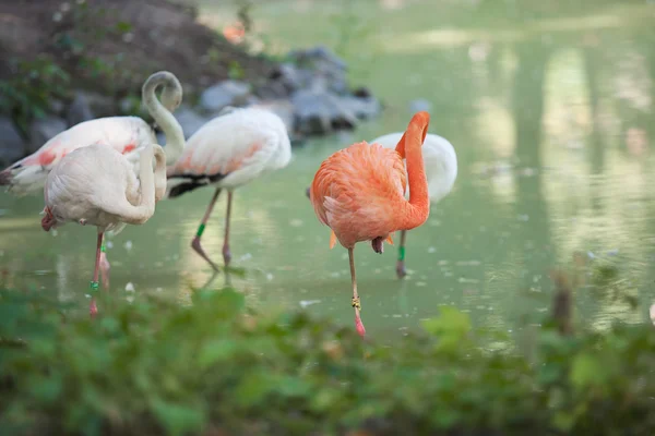 Flera flamingos gå på grön damm — Stockfoto