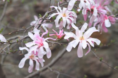 Dal çiçek açması Manolya