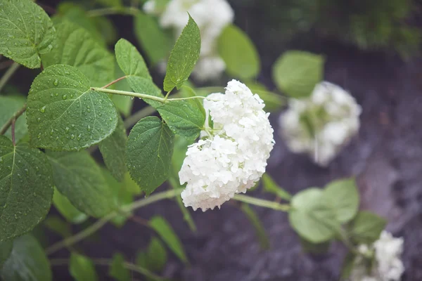 Hortênsia sob gotas de chuva de verão no parque da cidade — Fotografia de Stock