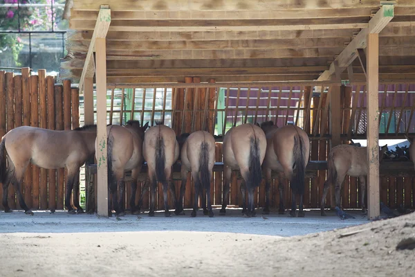 Grupo de caballos bebiendo agua bajo un techo de madera —  Fotos de Stock