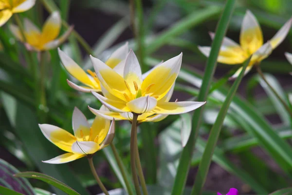 Leuchtend weiße und gelbe Krokusse auf einem grünen Blumenbeet — Stockfoto