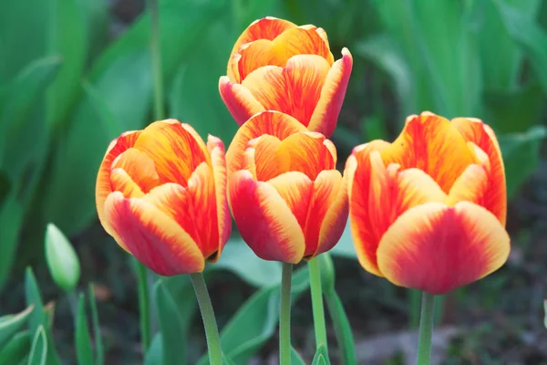 Quatro tulipas vermelhas e amarelas em um fundo verde — Fotografia de Stock