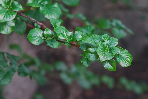 Branch with young green leaves — Stock Photo, Image