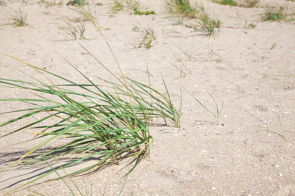 Arbustos de hierba verde en una playa de arena — Foto de Stock
