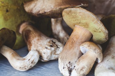 Doğanın hediyeler. Beyaz mantar portre.