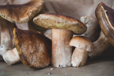 Ceps, sadece bir meşe ormanında kesmek 