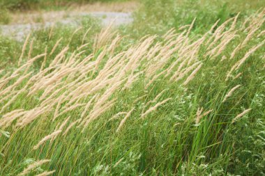 Yeşil çim zemin üzerine sarı spikelets