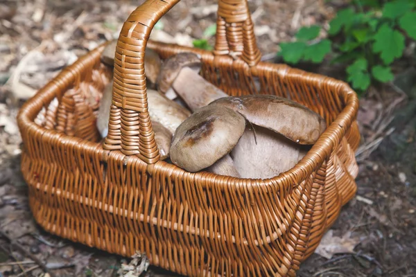 Свежесобранные лесные грибы в плетеной корзине — стоковое фото