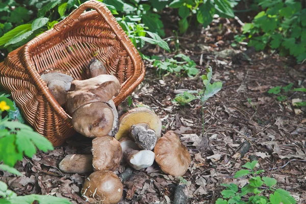 Harvested white mushrooms fallen out of a wicker basket