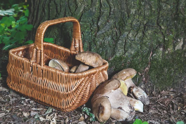 Marzenie o grzybiarza. Kosz z borowikami. — Zdjęcie stockowe