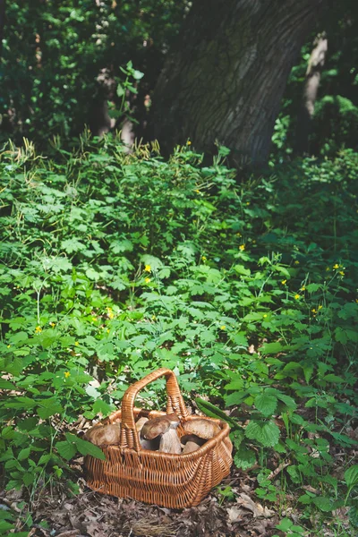 De giften van het forest. Witte champignons in rieten mand — Stockfoto