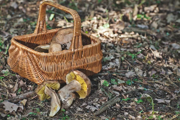 Vreugde van de Plukker van de paddestoel. Verse porcini paddestoelen in bos. — Stockfoto